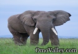 Male African Elephant in Ethiopia, Omo National Park